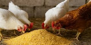 Poultry Feed Supply