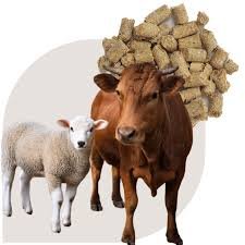 Cattle & Sheep Feed